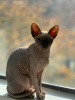 Foto №4. Ich werde verkaufen sphynx-katze in der Stadt Даллас. quotient 	ankündigung - preis - verhandelt