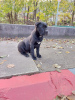 Foto №1. cane corso italiano - zum Verkauf in der Stadt Požarevac | 1000€ | Ankündigung № 79836