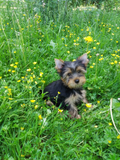 Foto №2 zu Ankündigung № 2668 zu verkaufen yorkshire terrier - einkaufen Russische Föderation vom kindergarten, züchter