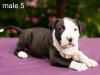 Zusätzliche Fotos: American Staffordshire Terrier Welpen