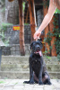 Foto №4. Ich werde verkaufen cane corso italiano in der Stadt Loznica. züchter - preis - verhandelt