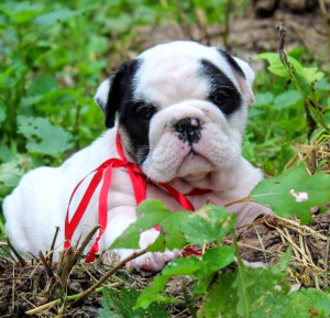 Foto №4. Ich werde verkaufen englische bulldogge in der Stadt Moskau. züchter - preis - 1169€