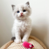 Foto №1. ragdoll-katze - zum Verkauf in der Stadt New York | 379€ | Ankündigung № 53161