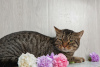 Foto №3. Katze Handsome Mark sucht ein Zuhause.. Russische Föderation