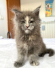 Foto №1. maine-coon-katze - zum Verkauf in der Stadt Colorado Springs | 284€ | Ankündigung № 103247