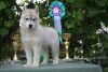 Zusätzliche Fotos: Siberian Husky