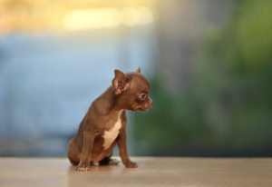 Foto №3. Schokoladen-Chihuahua. Russische Föderation