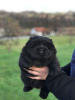 Foto №3. Männliche Chow-Chow-Welpen zu verkaufen!. Serbien