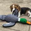 Foto №2 zu Ankündigung № 37083 zu verkaufen beagle - einkaufen Russische Föderation quotient 	ankündigung