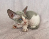 Foto №1. sphynx cat - zum Verkauf in der Stadt St. Petersburg | 185€ | Ankündigung № 50436