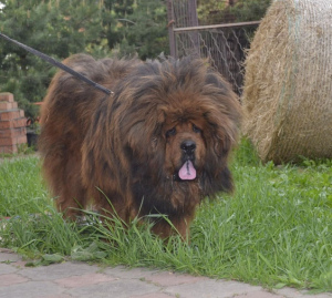 Foto №3. Tibetischer Mastiff. Welpen. Russische Föderation