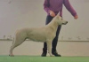 Zusätzliche Fotos: Weißer Schweizer Schäferhund mit kurzen Haaren