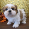 Foto №2 zu Ankündigung № 111503 zu verkaufen shih tzu - einkaufen Russische Föderation 