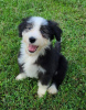 Foto №2 zu Ankündigung № 110091 zu verkaufen bearded collie - einkaufen USA 