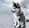 Foto №2 zu Ankündigung № 116929 zu verkaufen siberian husky - einkaufen Belgien quotient 	ankündigung, züchter