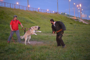 Foto №2. Service des Hundeführer in Russische Föderation. Price - 10€. Ankündigung № 6714