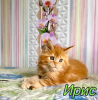 Foto №3. Iris Maine Coon Girl. Russische Föderation