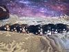 Foto №2 zu Ankündigung № 9244 zu verkaufen alaskan malamute - einkaufen Russische Föderation züchter