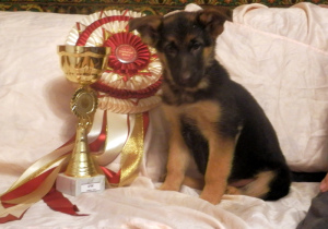 Foto №4. Ich werde verkaufen deutscher schäferhund in der Stadt Krasnojarsk. vom kindergarten, züchter - preis - 349€