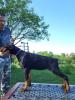 Foto №4. Ich werde verkaufen dobermann in der Stadt Obrenovac.  - preis - verhandelt