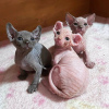 Foto №1. sphynx-katze - zum Verkauf in der Stadt Афины | 250€ | Ankündigung № 120915