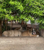 Foto №1. englische bulldogge - zum Verkauf in der Stadt Belgrad | verhandelt | Ankündigung № 106831