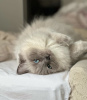 Foto №1. ragdoll-katze - zum Verkauf in der Stadt München | 300€ | Ankündigung № 109760