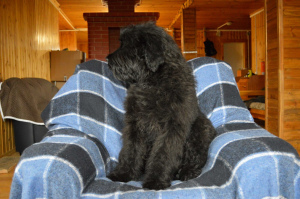 Foto №4. Ich werde verkaufen russischer schwarzer terrier in der Stadt Кипень. quotient 	ankündigung - preis - 603€