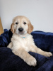 Foto №1. mischlingshund - zum Verkauf in der Stadt Vero Beach | 426€ | Ankündigung № 100330