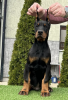 Zusätzliche Fotos: Dobermann-Welpen zu verkaufen