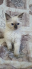 Foto №2 zu Ankündigung № 34197 zu verkaufen ragdoll-katze - einkaufen Weißrussland züchter