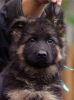 Foto №4. Ich werde verkaufen deutscher schäferhund in der Stadt Калифорния Сити. quotient 	ankündigung, züchter - preis - 568€