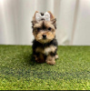 Foto №2 zu Ankündigung № 110528 zu verkaufen yorkshire terrier - einkaufen USA quotient 	ankündigung, züchter