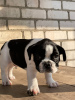 Foto №4. Ich werde verkaufen französische bulldogge in der Stadt Лукоянов. quotient 	ankündigung - preis - 185€