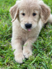 Foto №1. golden retriever - zum Verkauf in der Stadt Texas City | Frei | Ankündigung № 46546