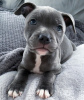 Foto №2 zu Ankündigung № 120707 zu verkaufen staffordshire bull terrier - einkaufen Litauen quotient 	ankündigung