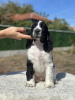 Foto №3. Englischer Springer Spaniel mit FCI-Stammbaum. Bulgarien