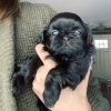 Foto №3. SHIH TZU WELPEN ZU VERKAUFEN. USA