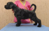 Foto №1. mischlingshund - zum Verkauf in der Stadt Rostow am Don | 544€ | Ankündigung № 7851