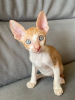 Foto №1. cornish rex - zum Verkauf in der Stadt Vienna | 300€ | Ankündigung № 88502