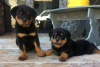 Foto №1. rottweiler - zum Verkauf in der Stadt Warschau | 300€ | Ankündigung № 57362