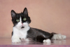 Zusätzliche Fotos: Wundervolle Katze Lisa in guten Händen