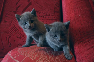Zusätzliche Fotos: Ich werde Kätzchen der russischen blauen Katze verkaufen