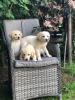 Foto №3. Chiots Labrador Prêts für Ihr Foyer für alle Tage!. Frankreich