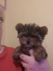 Foto №2 zu Ankündigung № 30034 zu verkaufen yorkshire terrier - einkaufen Belgien quotient 	ankündigung