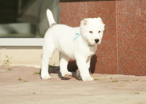 Foto №3. Welpe des zentralasiatischen Schäferhundes (CAO, Alabai) Weißkitzjungen. Russische Föderation