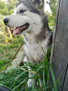 Foto №2 zu Ankündigung № 2930 zu verkaufen alaskan malamute - einkaufen Russische Föderation vom kindergarten