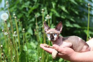 Foto №2 zu Ankündigung № 2462 zu verkaufen sphynx cat - einkaufen Russische Föderation vom kindergarten