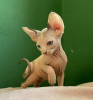 Foto №1. sphynx cat - zum Verkauf in der Stadt St. Petersburg | 199€ | Ankündigung № 31164