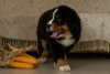 Foto №1. berner sennenhund - zum Verkauf in der Stadt Minsk | 1200€ | Ankündigung № 13214